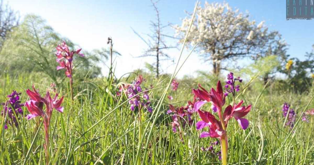 Alta Murgia, l� dove fioriscono le rare, eleganti e segrete orchidee selvatiche